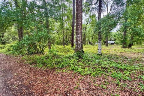 Land in Salt Springs, Florida № 2164864 - photo 2