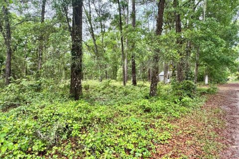 Land in Salt Springs, Florida № 2164864 - photo 3