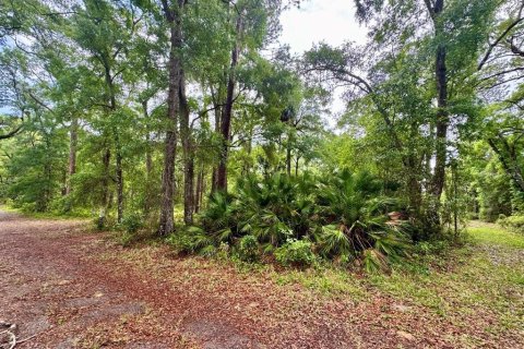 Land in Salt Springs, Florida № 2164864 - photo 5