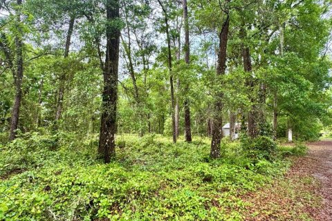 Land in Salt Springs, Florida № 2164864 - photo 4