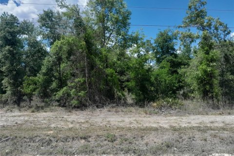 Land in Williston, Florida № 1673319 - photo 1