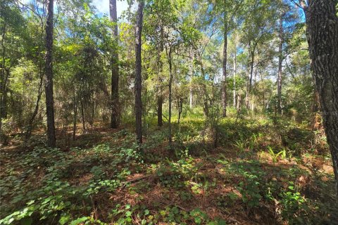 Land in Inverness, Florida № 2379449 - photo 9