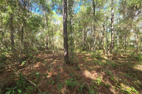 Land in Inverness, Florida № 2379449 - photo 5