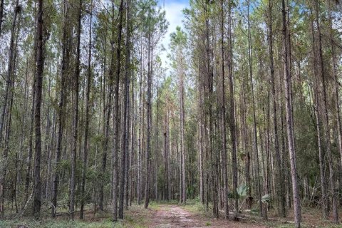 Terrain à vendre à Reddick, Floride № 2389087 - photo 5