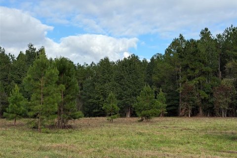 Terrain à vendre à Reddick, Floride № 2389087 - photo 6