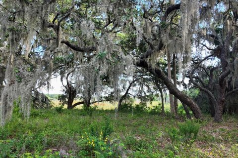 Land in Umatilla, Florida № 1813594 - photo 27