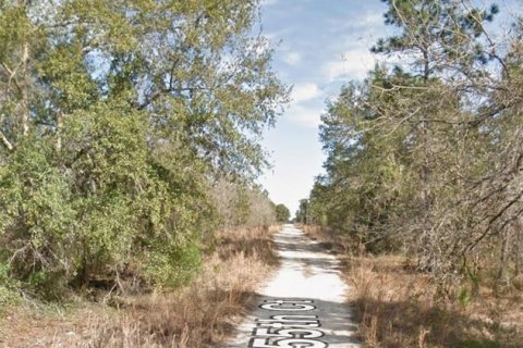 Land in Williston, Florida № 2160164 - photo 4