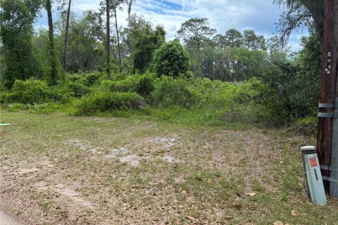 Land in Ocklawaha, Florida № 2159867 - photo 3