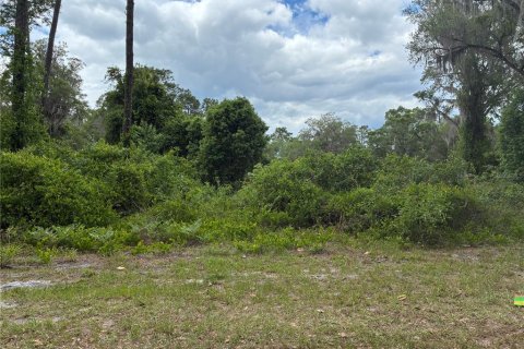 Terrain à Ocklawaha, Floride № 2159867