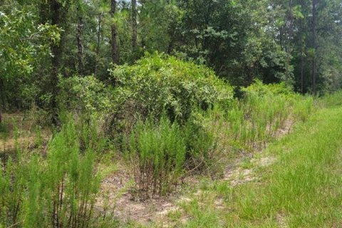 Terrain à vendre à Dunnellon, Floride № 2266743 - photo 4