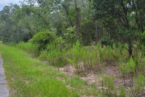 Terrain à vendre à Dunnellon, Floride № 2266743 - photo 3