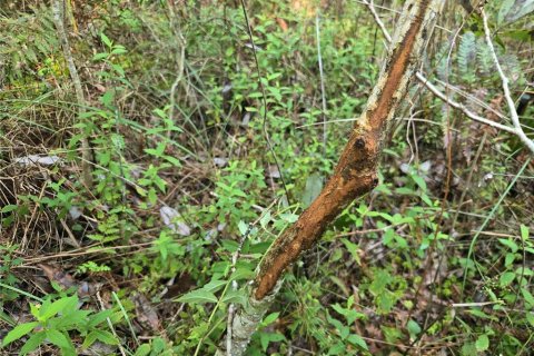 Land in Fort MC Coy, Florida № 2394400 - photo 15