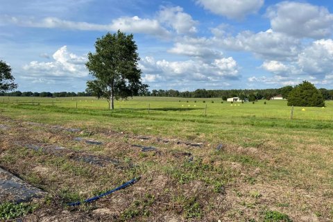 Commercial property in Morriston, Florida № 1562879 - photo 24
