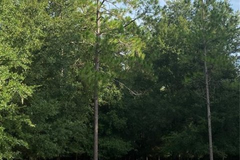 Terreno en venta en Oxford, Florida № 1919209 - foto 12