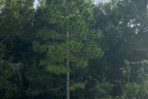 Terreno en venta en Oxford, Florida № 1919209 - foto 5