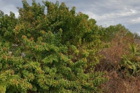 Land in Lehigh Acres, Florida № 2377983
