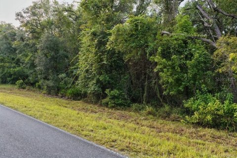 Land in Old Town, Florida № 2393395 - photo 13