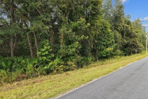 Land in Old Town, Florida № 2393395 - photo 16