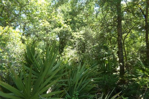 Land in Webster, Florida № 2159414 - photo 2