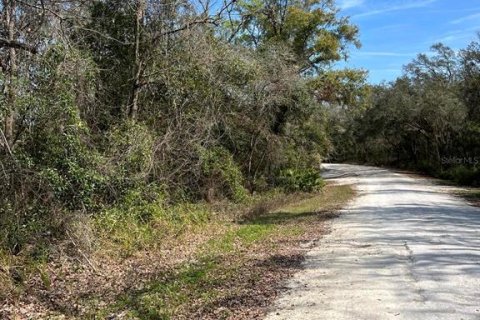 Land in Webster, Florida № 2161827 - photo 3