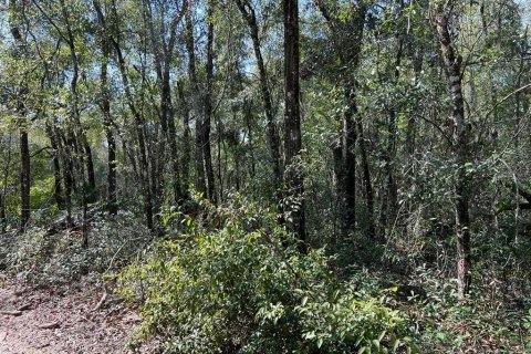 Land in Webster, Florida № 2161827 - photo 6