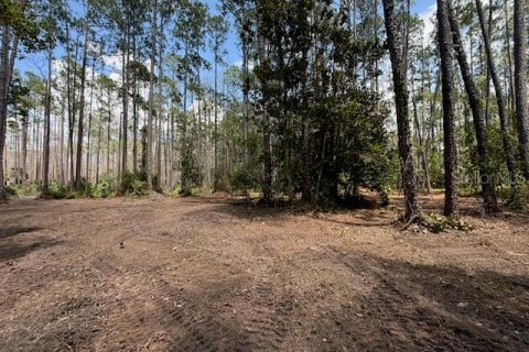 Land in DeLand, Florida № 2225234 - photo 3