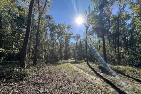 Land in Reddick, Florida № 1561189 - photo 7