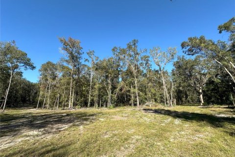 Land in Reddick, Florida № 1561189 - photo 5