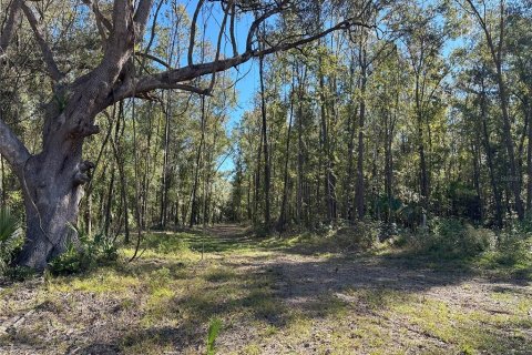 Land in Reddick, Florida № 1561189 - photo 4