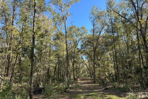 Land in Reddick, Florida № 1561189 - photo 2