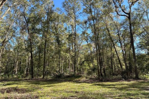 Land in Reddick, Florida № 1561189 - photo 3
