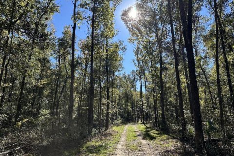 Land in Reddick, Florida № 1561189 - photo 8