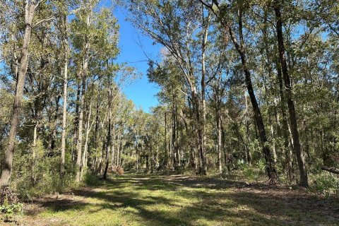Land in Reddick, Florida № 1561189 - photo 1