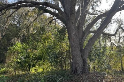 Land in Eustis, Florida № 1526258 - photo 9