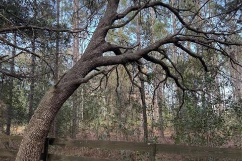 Land in Eustis, Florida № 1526258 - photo 3