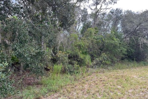 Land in Ocklawaha, Florida № 1915961 - photo 5