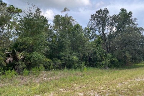 Land in Ocklawaha, Florida № 1915961 - photo 4