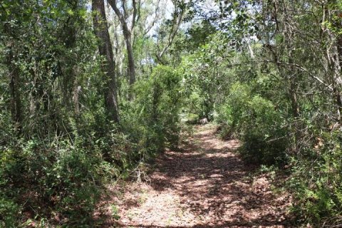 Land in Webster, Florida № 1885306 - photo 13