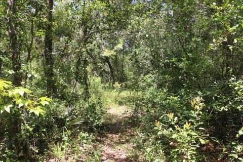 Land in Webster, Florida № 1885306 - photo 23