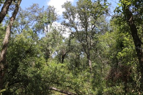 Land in Webster, Florida № 1885306 - photo 19