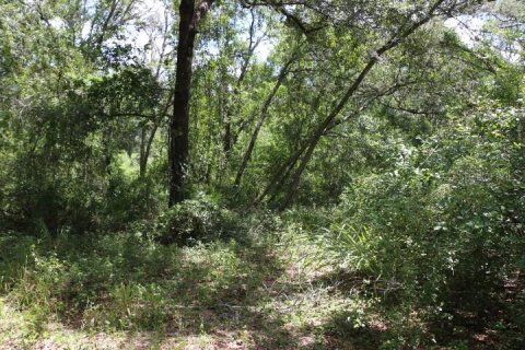 Land in Webster, Florida № 1885306 - photo 3