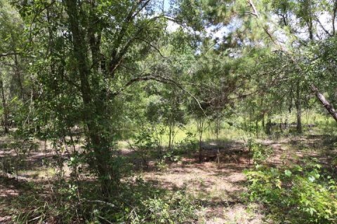 Land in Webster, Florida № 1885306 - photo 4