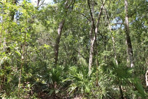 Land in Webster, Florida № 1885306 - photo 18