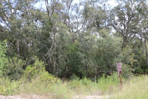 Land in Webster, Florida № 1885306 - photo 10