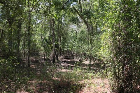 Land in Webster, Florida № 1885306 - photo 6