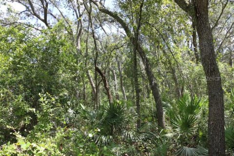 Land in Webster, Florida № 1885306 - photo 25