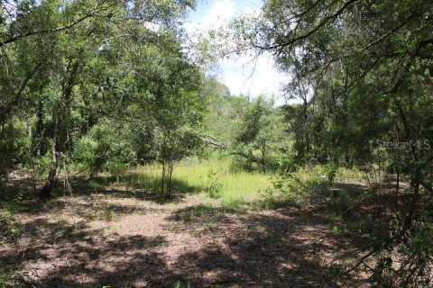 Land in Webster, Florida № 1885306 - photo 7