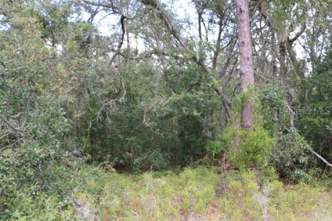 Land in Webster, Florida № 1885306 - photo 11