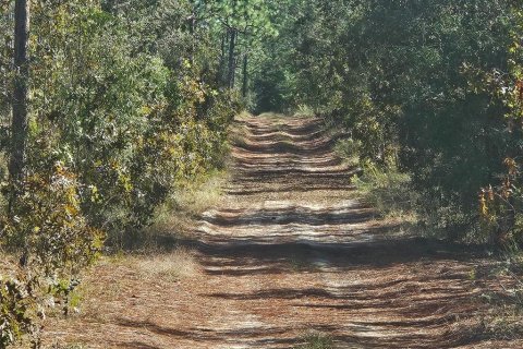 Terrain à Dunnellon, Floride № 2125202