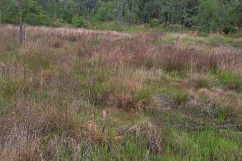 Land in Citra, Florida № 1869303 - photo 6
